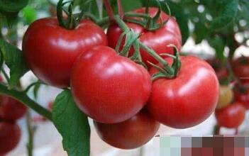西紅柿水溶肥多久用一次怎么用